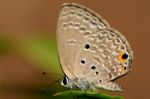 Pandava Butterfly Stock Photo