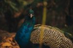 Beautiful Colourful Peacock Outdoors In The Daytime Stock Photo