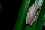 Brown Tree Frog Stock Photo