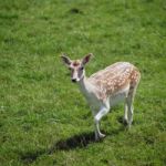 Fallow Deer (dama Dama) Stock Photo