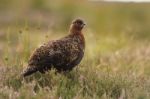 Red Grouse And Flowering Heather Stock Photo