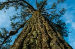 Big Tree And Blue Sky Stock Photo