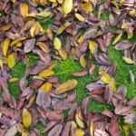 Dried leaf background Stock Photo