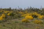 Landscape With Ulex Densus Shrubs Stock Photo