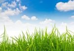 Nature Background With Grass Stock Photo