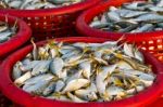 Raw Material Fish Stock Photo