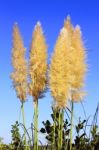 Flower Of Pampa Stock Photo