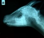 X Ray Picture Of Wild Animal Stock Photo