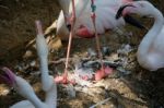 Fuengirola, Andalucia/spain - July 4 : Greater Flamingos (phoeni Stock Photo