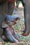 Baby Elephant Stock Photo