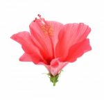 Red Hibiscus Flower On The White Background Stock Photo