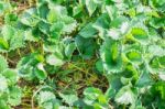 Strawberry Fruit Grows In Farm Stock Photo