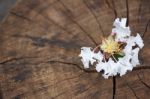 White  Tabebuia Rosea Blossom On Wood Background Stock Photo