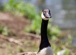 Beautiful Isolated Image Of A Canada Goose Looking Stock Photo