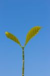 The Leaf On A Blue Sky Background Stock Photo