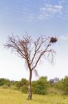 Landscape In Botswana Stock Photo