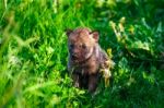 Gray Wolf Cubs In A Grass Stock Photo