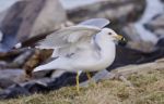 Beautiful Background With A Noble Gull On The Shore Stock Photo