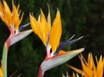 Bird Of Paradise Flowers Stock Photo