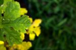 Multicolored Leaves With Grass In The Background Stock Photo