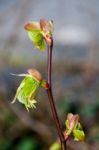 Spring Bud Stock Photo