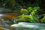 Fresh Green Plant And Pink Flower On Rock In Middle Mun Dang Wat Stock Photo