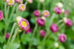 Flowers Bud Of Magenta Chrysanthemum Stock Photo