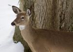 Beautiful Isolated Picture With A Wild Deer In The Snowy Forest Stock Photo