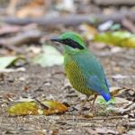 Male Bar-bellied Pitta Stock Photo