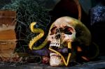 Still Life With A Skull Stock Photo