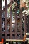 Three Dogs Stock Photo