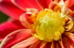 Close Up Middle Dahlia Flower Stock Photo