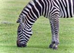 Photo Of A Zebra Eating The Grass On A Field Stock Photo