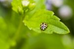 Orange Beetle On Green Leaf Stock Photo