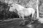 Horse In The Paddock Stock Photo