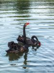 Black Swans (cygnus Atratus) Stock Photo