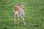 Close-up Of A Young Fallow Deer (dama Dama) Stock Photo