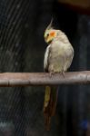 Yellow Black Cockatiel Parakeet Stock Photo