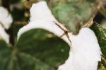 Cotton Field In The Countryside Stock Photo