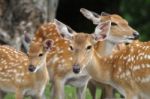 Chital Deer Mother And Child Stock Photo