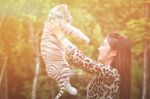 Women Hold Baby White Bengal Tiger Stock Photo