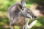 Kangaroo Outside Stock Photo