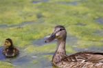 The Mallard And Her Chick Stock Photo