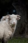 Curious Sheep Stock Photo