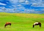 Horses On Grass Hill Stock Photo