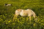 White Horse On A Landscape Field Of Yellow Flowers Stock Photo