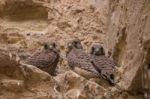 Bunch Of Wild Peregrine Falcon Chicks Stock Photo