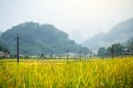 Close Up Rice Fields On Terraced Of Yellow Green Rice Field Landscape Stock Photo