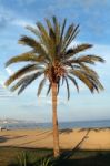 Palm Tree On Beach Stock Photo