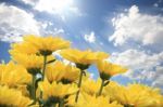 Yellow Flower In The Nice Sky Stock Photo